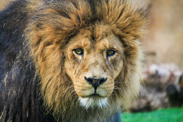 Incredible close-up of lion's face looking towards the camera. 