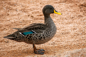 Small black domestic duck with an incredible plumage, white and blue, with yellow beak. 

