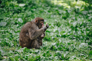 Japanese macaque posing on the lawn