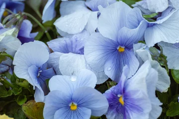 Deurstickers Blue Viola Cornuta pansies flowers with tender petals close-up, floral background with blooming heartsease pansy flowers with green leaves © Kathrine Andi