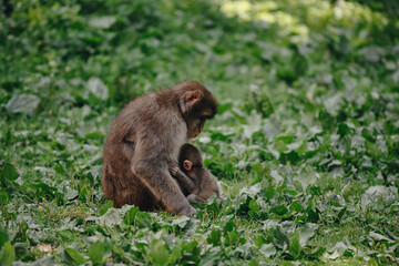 Japanese macaque posing on the lawn