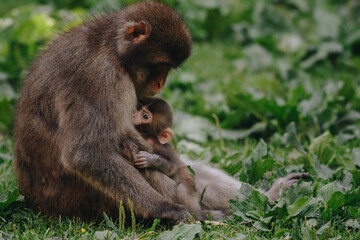 Japanese macaque posing on the lawn