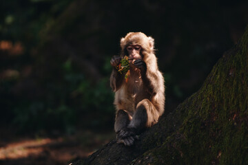 Japanese macaque posing on the lawn