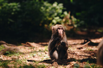 Japanese macaque posing on the lawn
