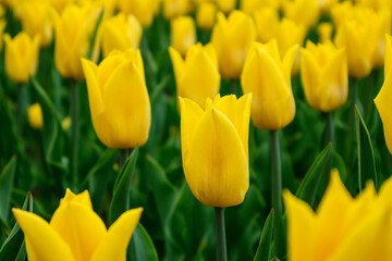 Fototapeta premium Yellow tulips in garden greenery, flower close-up with blurred background, spring blossom. Tender botanical meadow foliage