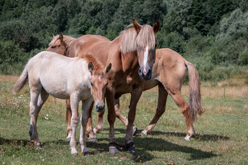 A foal and two adult horses are walking in the meadow. A family. Horse breeding.