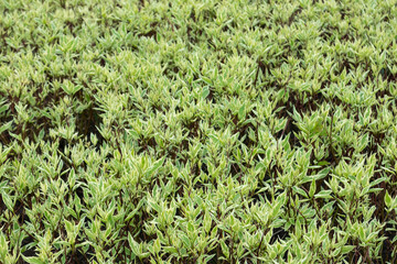 Young spring green leaves, bushes botany pattern background. Growth time natural fresh texture