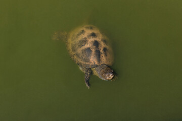 A river turtle in its habitat. A turtle in the water at the zoo