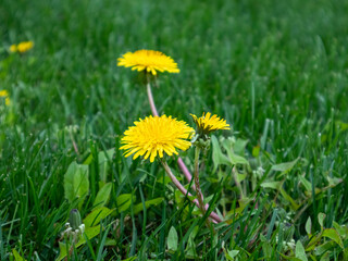 Beautiful flowers of yellow dandelions blooming in nature in summer on green meadow, close-up. Soft focus