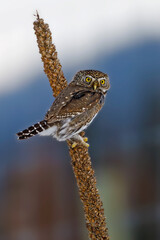 Northern Pygmy Owl on Great Mullein