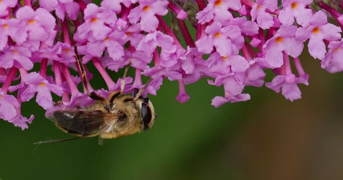 Common drone fly drinking nectar from buddleja davidii