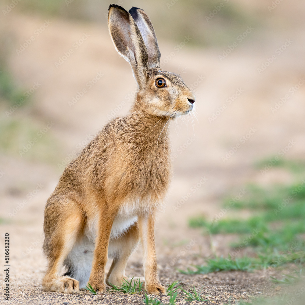 Wall mural A European brown hare Lepus europaeus in the wild.