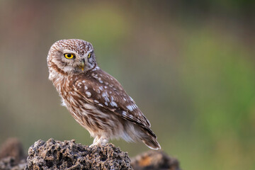 Little owl in natural habitat Athene noctua