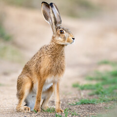 A European brown hare Lepus europaeus in the wild. - obrazy, fototapety, plakaty