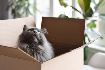 Cute fluffy grey cat sitting inside cardboard box looking up