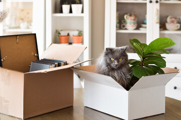 Cute grey cat sitting inside cardboard box packed for moving