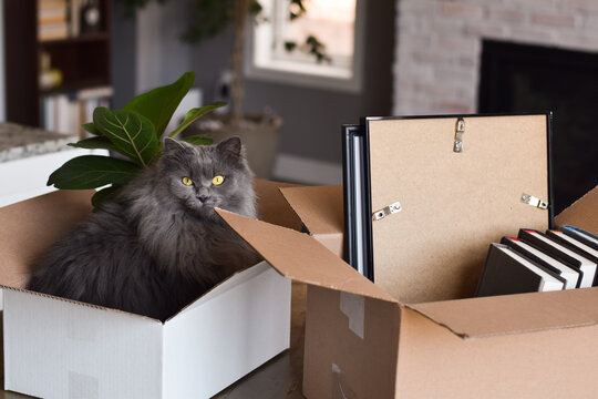 Cute grey cat sitting inside cardboard box packed for moving