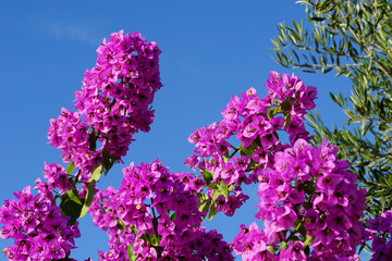 Pink bougainvillea flowers bellow blue sky background