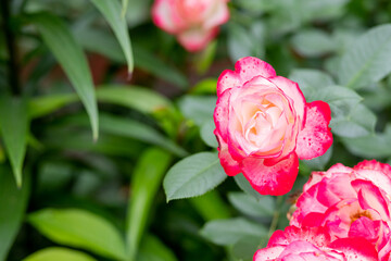 Mysterious fairy tale spring floral card with fabulous blooming Rose Nostalgie Red flowers. summer fantasy garden on blurred background. beautiful, delicate rose in the garden