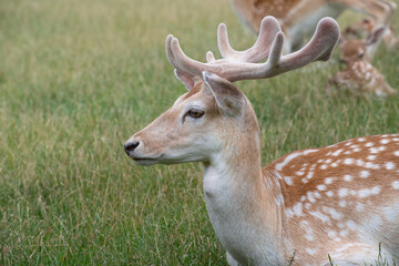 Close up of a young deer with brown fur and white spots. The deer has antlers. It sits in front of a group of deer on a green meadow.