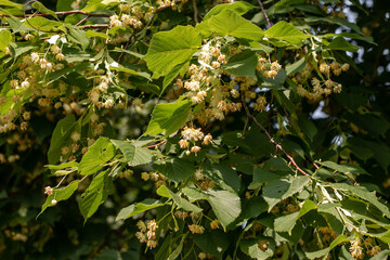 Blooming large-leaved linden (Tilia). Flowers of a blossoming linden tree on a blurred background. The concept of natural medicine, medicinal herbal teas, aromatherapy. Soft focus. Close-up.