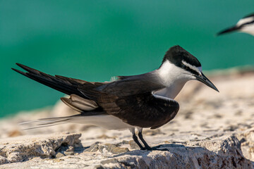 Bridled Tern