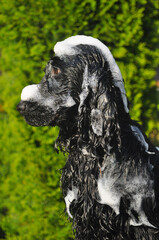 Fototapeta premium Wet english cocker spaniel