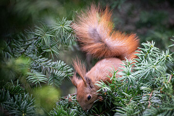 Squirrel 1