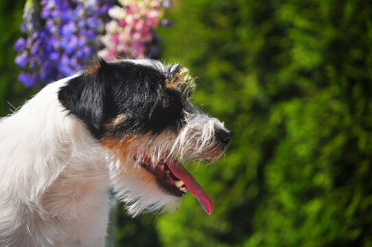 Jack russell tricolor  terrier 