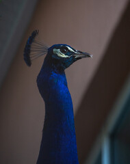 Pavo real de perfil