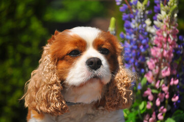 Cavalier king charles bicolor spaniel