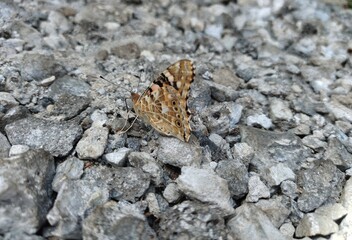 butterfly on a rock
