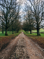Naklejka premium road in the forest