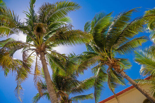 Palms on a sunny day in Playa del Carmen, Yukatan, Mexico