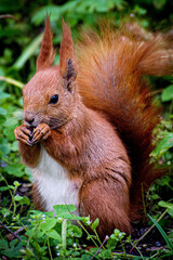 Squirrel 6