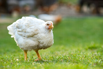 Hen feed on traditional rural barnyard. Close up of chicken standing on barn yard with green grass. Free range poultry farming concept