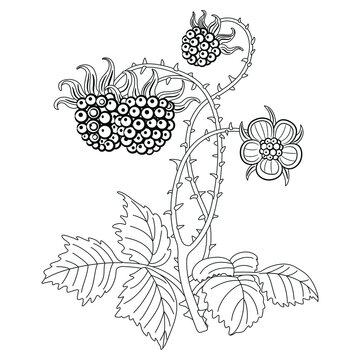 recommend clip art: Branch of raspberry plant with leaves flower and berries. Black and white linear silhouette.