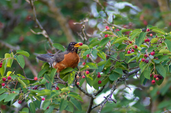 American robin eating a berry in a tree, taken in Ontario, Canada in early summer.