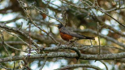 Red-Breasted Robin sitting in a tree taken in Ontario, Canada in early summer.