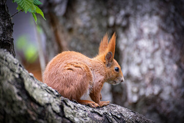 Squirrel 8