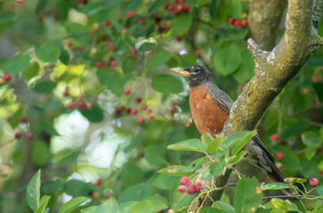 Wildlife photograph of a robin, taken in southern Ontario in early summer.