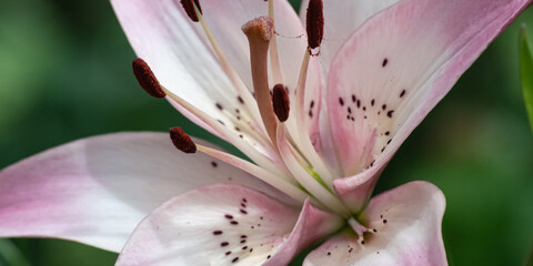 Macro nature photograph of a pink asiatic lily taken in early summer in Ontario, Canada.
