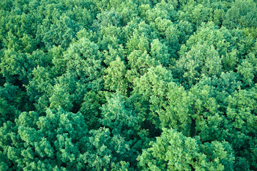 Top down flat aerial view of dark lush forest with green trees canopies in summer - obrazy, fototapety, plakaty