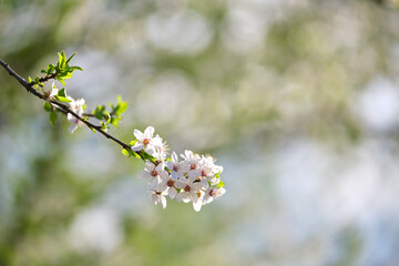 Twigs of cherry tree with white blossoming flowers in early spring