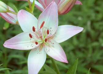 Fototapeta premium Pink Lily