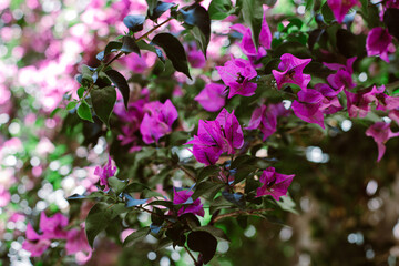 Beautiful violet bougainvillea flowers on a summer street.