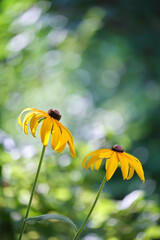 Yellow sunlit chamomile flowers blooming on summer flowerbed in green sunny garden