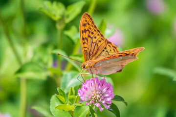 Fototapeta na wymiar The dark green fritillary butterfly collects nectar on flower. Speyeria aglaja is a species of butterfly in the family Nymphalidae.