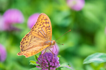 The dark green fritillary butterfly collects nectar on flower. Speyeria aglaja is a species of butterfly in the family Nymphalidae.