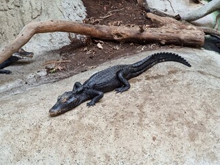 Cuvier's dwarf caiman - Paleosuchus palpebrosus - is a small crocodilian in the alligator family from northern and central South America